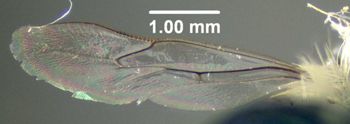 Media type: image;   Entomology 610958 Aspect: hind wing